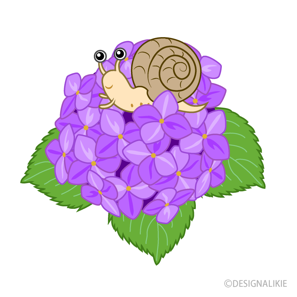 アジサイのカタツムリ