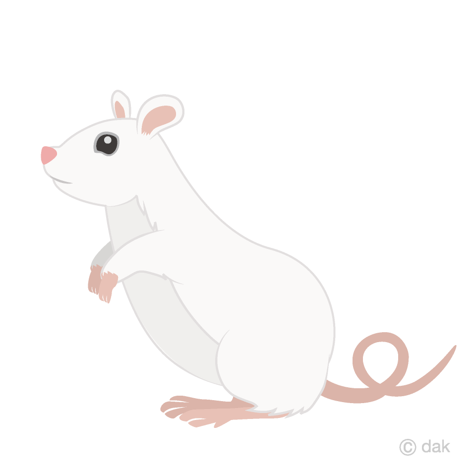 立ち上がる白鼠