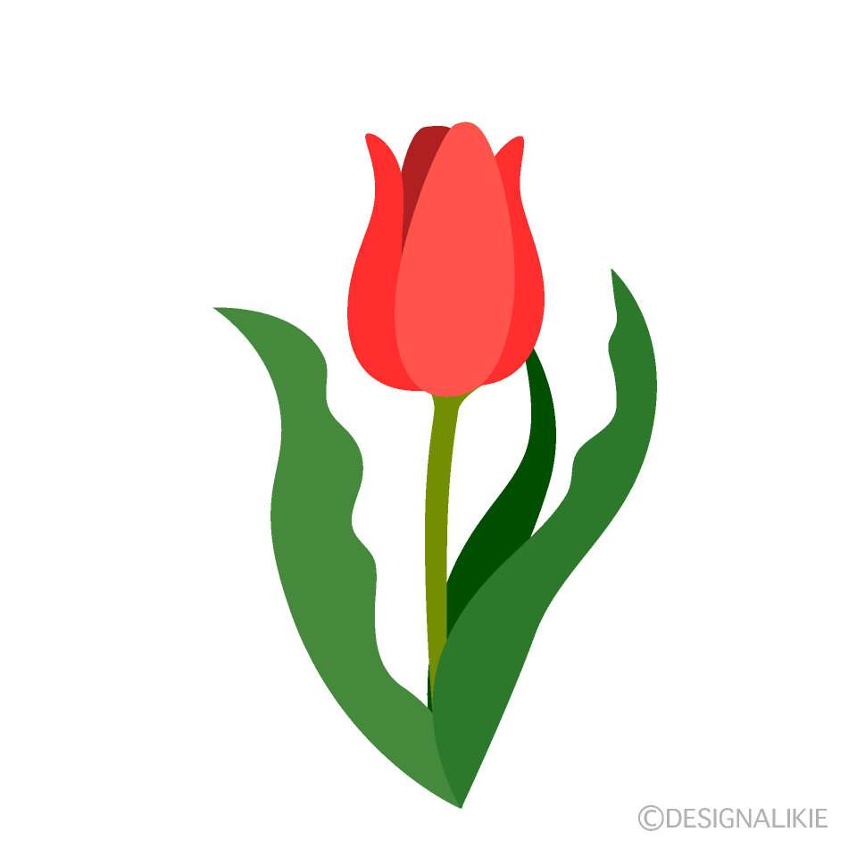 チューリップの花