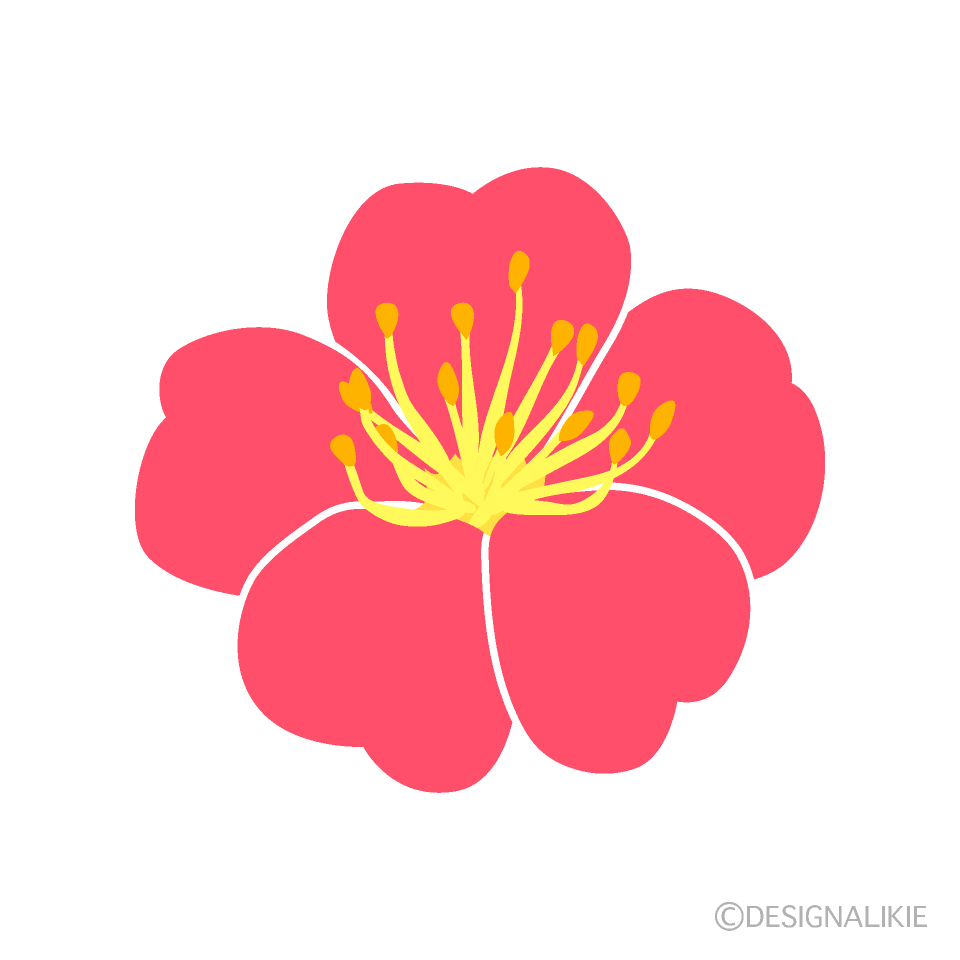 ピンクの梅の花（横）