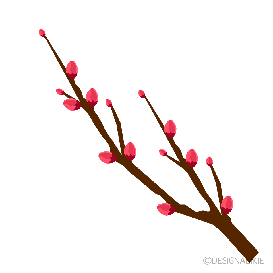 梅の花つぼみ