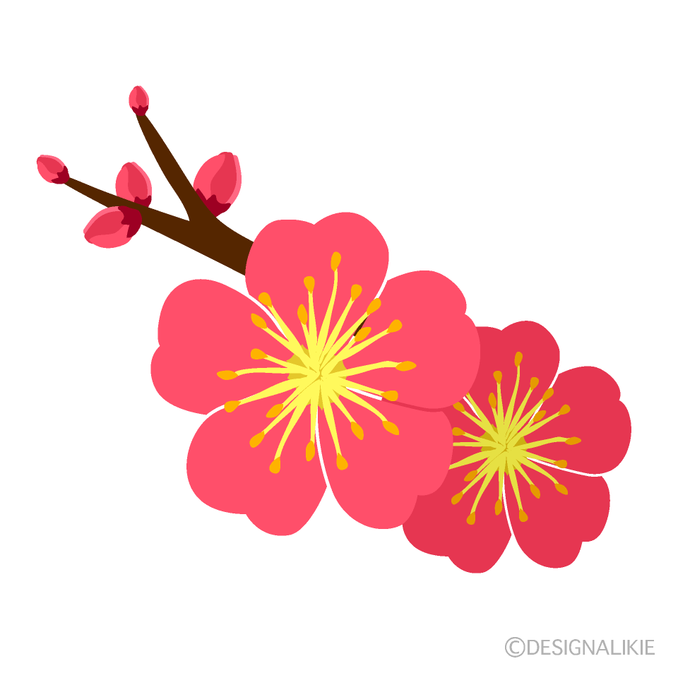 梅の花とつぼみ