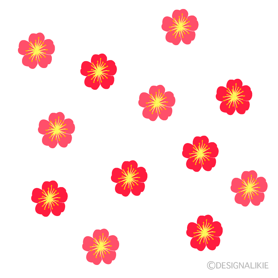 たくさんの梅の花