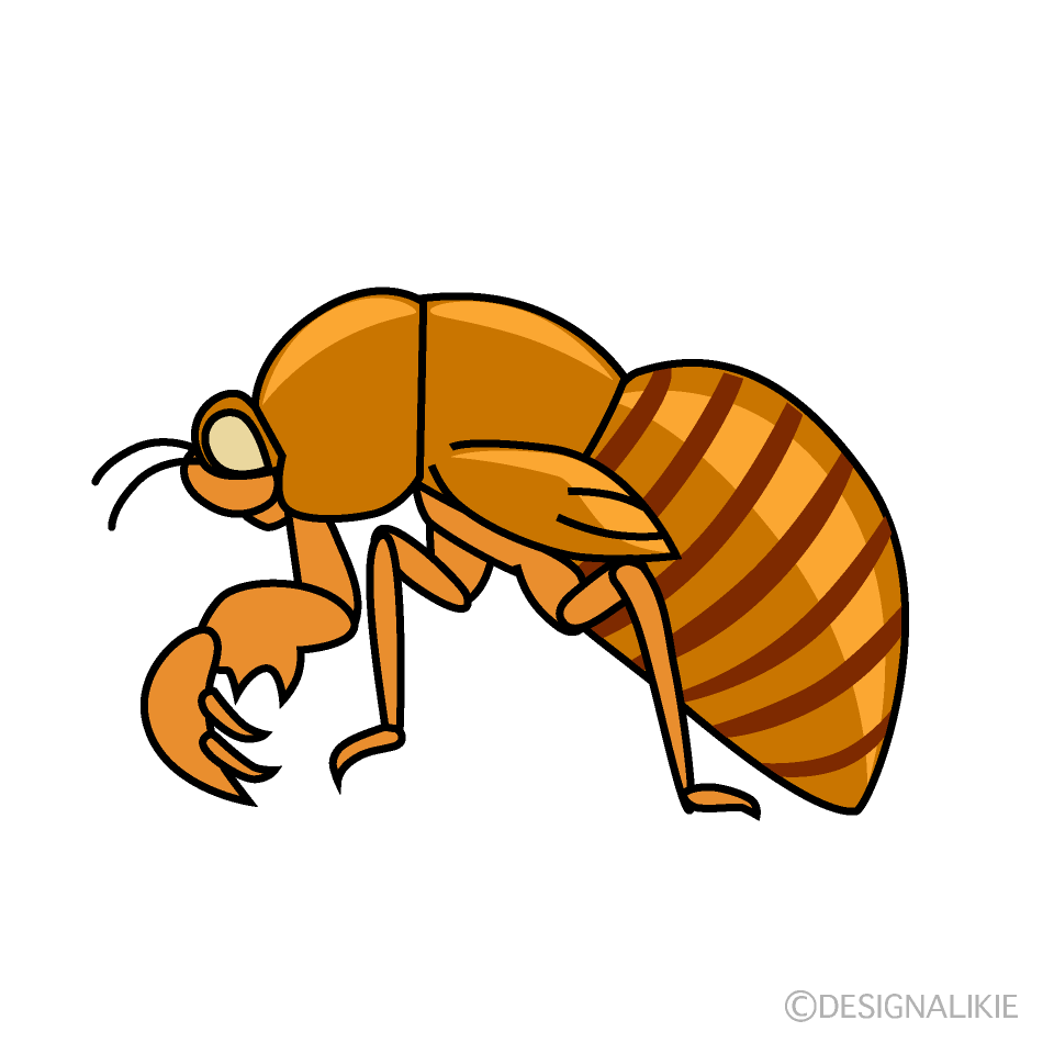 セミの幼虫