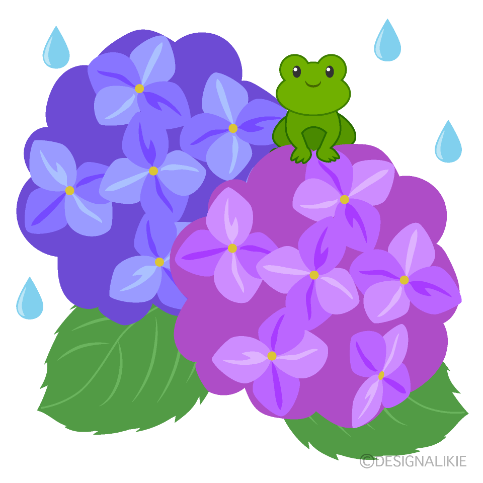 雨の日のアジサイとカエル
