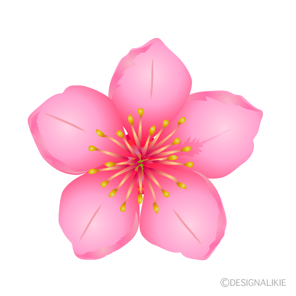 桃の花