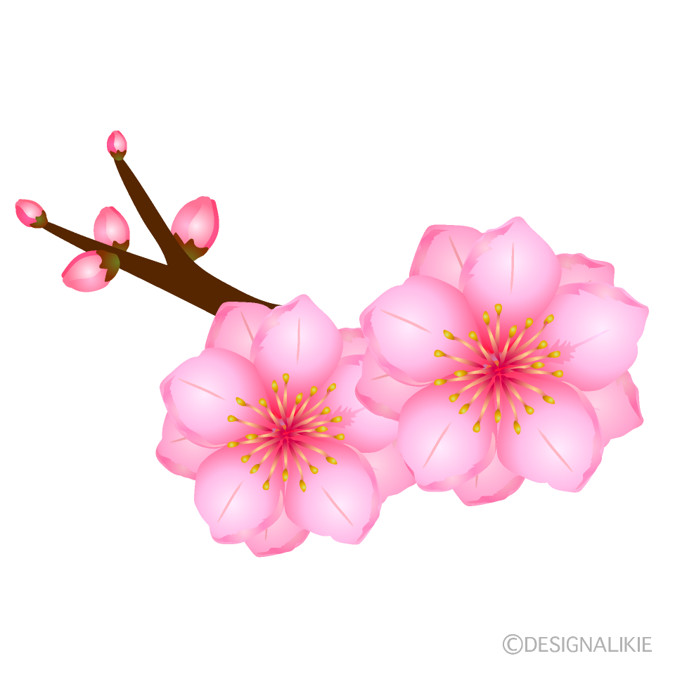 桃の花とつぼみ
