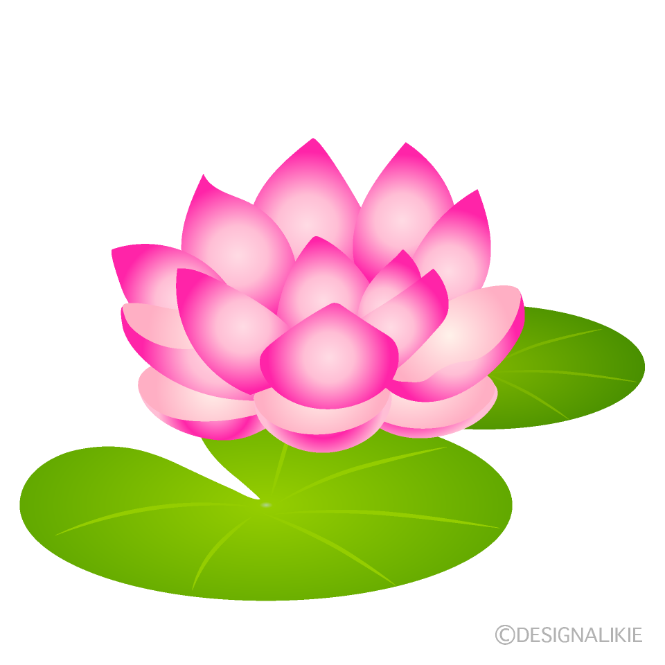 蓮