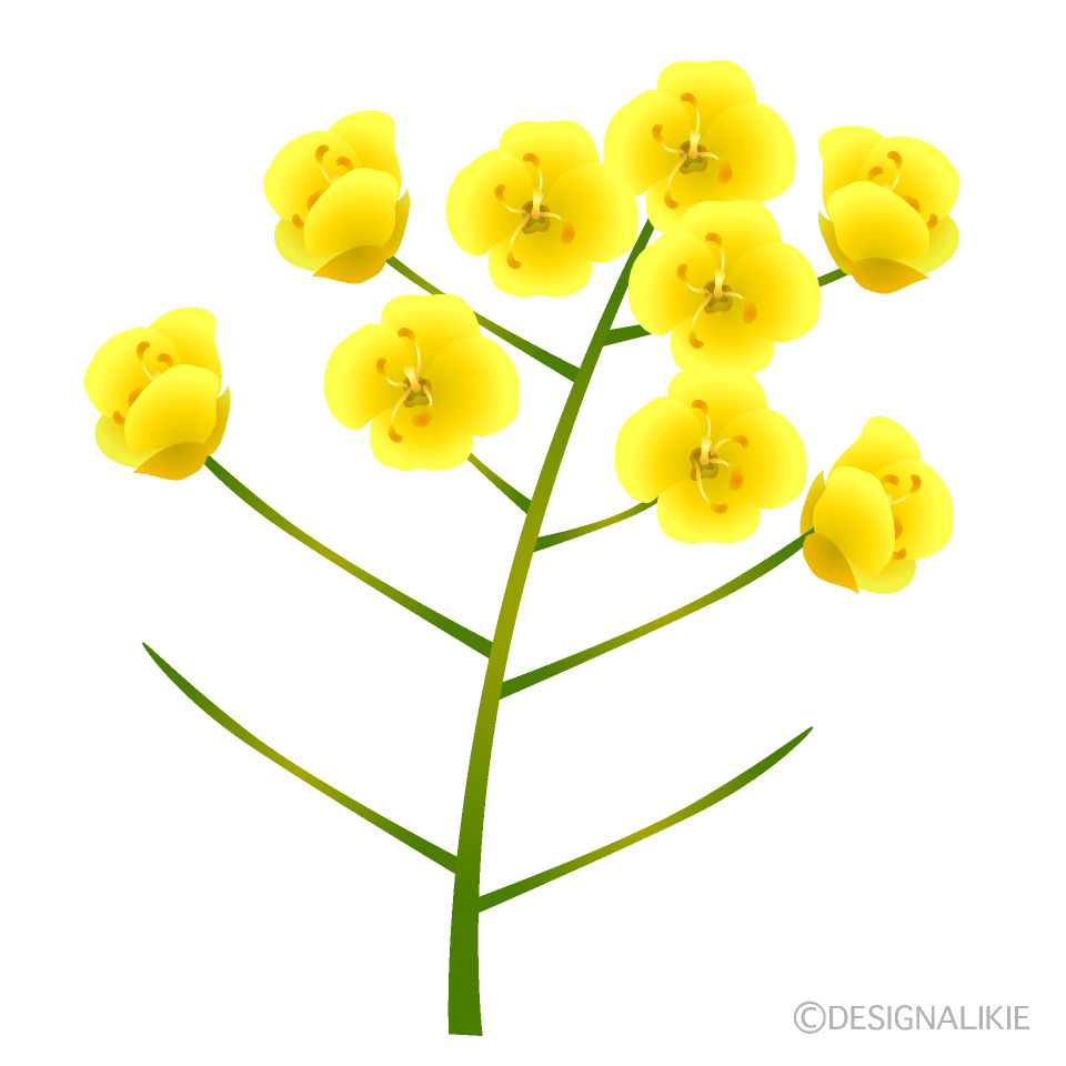 菜の花