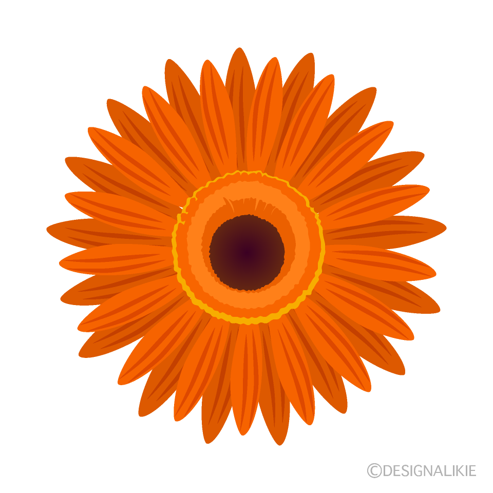 オレンジガーベラの花