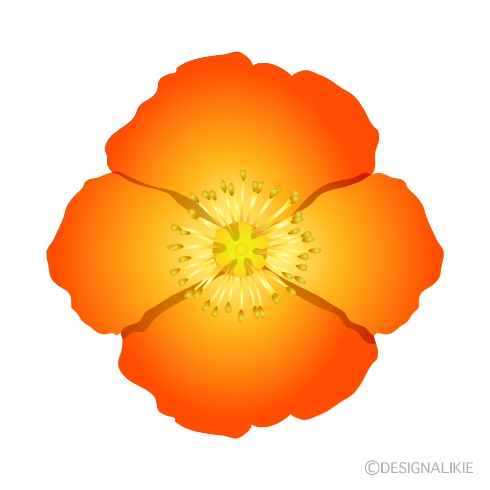 オレンジポピーの花