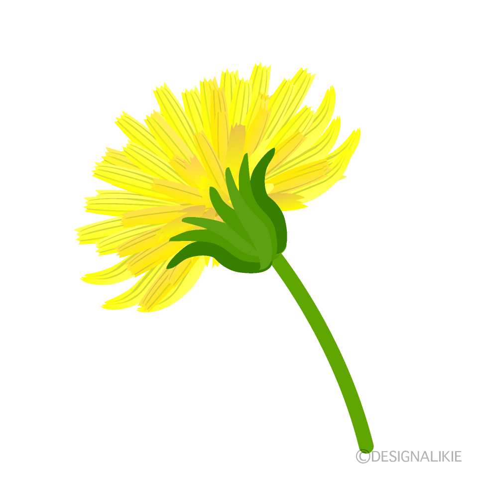 横から見たタンポポの花