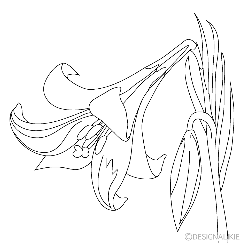 線画のユリ