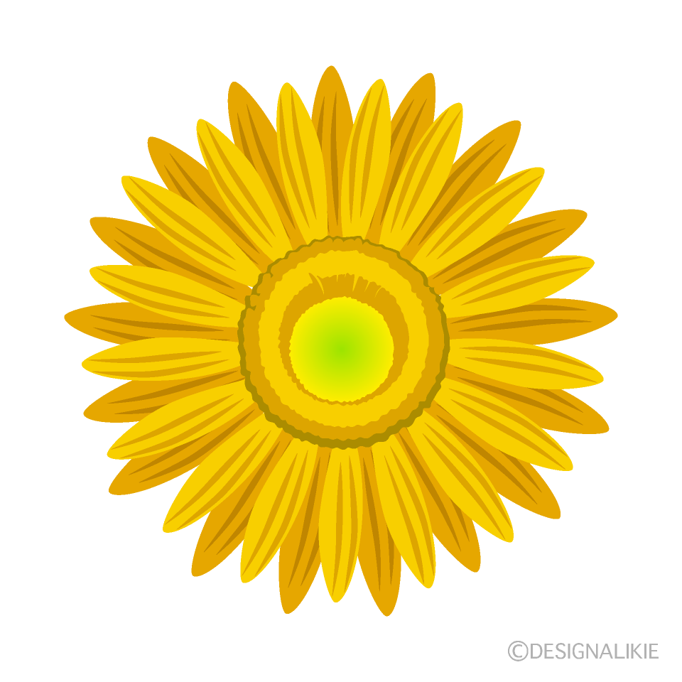 黄色ガーベラの花