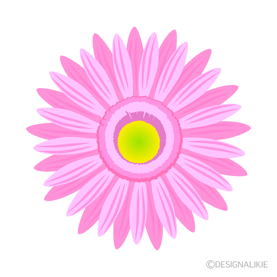 薄ピンクガーベラの花