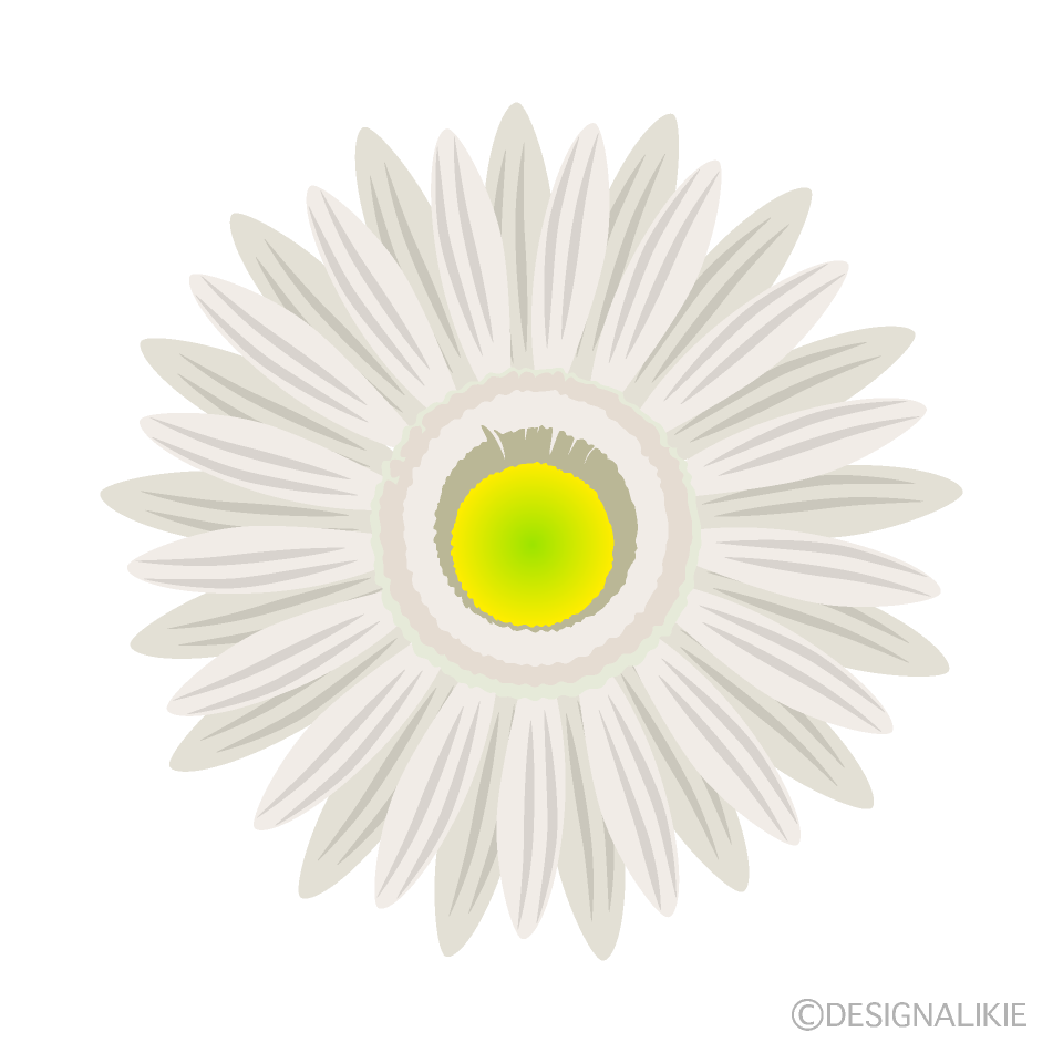 白色ガーベラの花