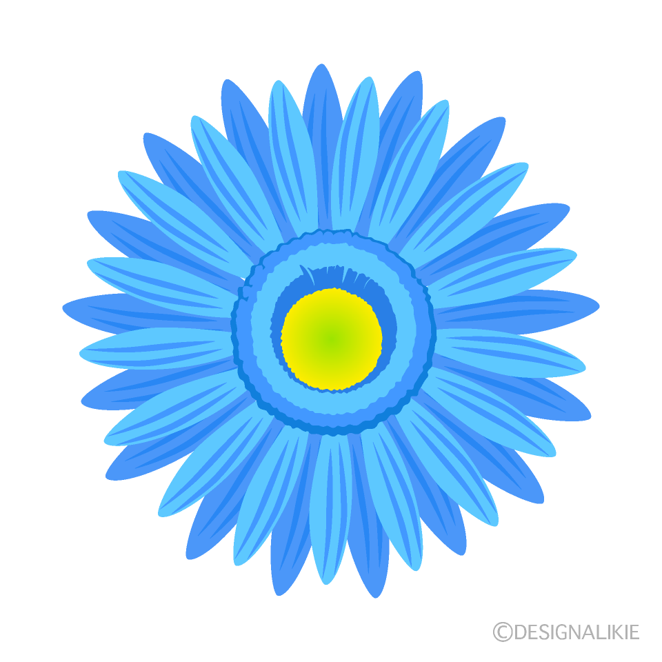 水色ガーベラの花