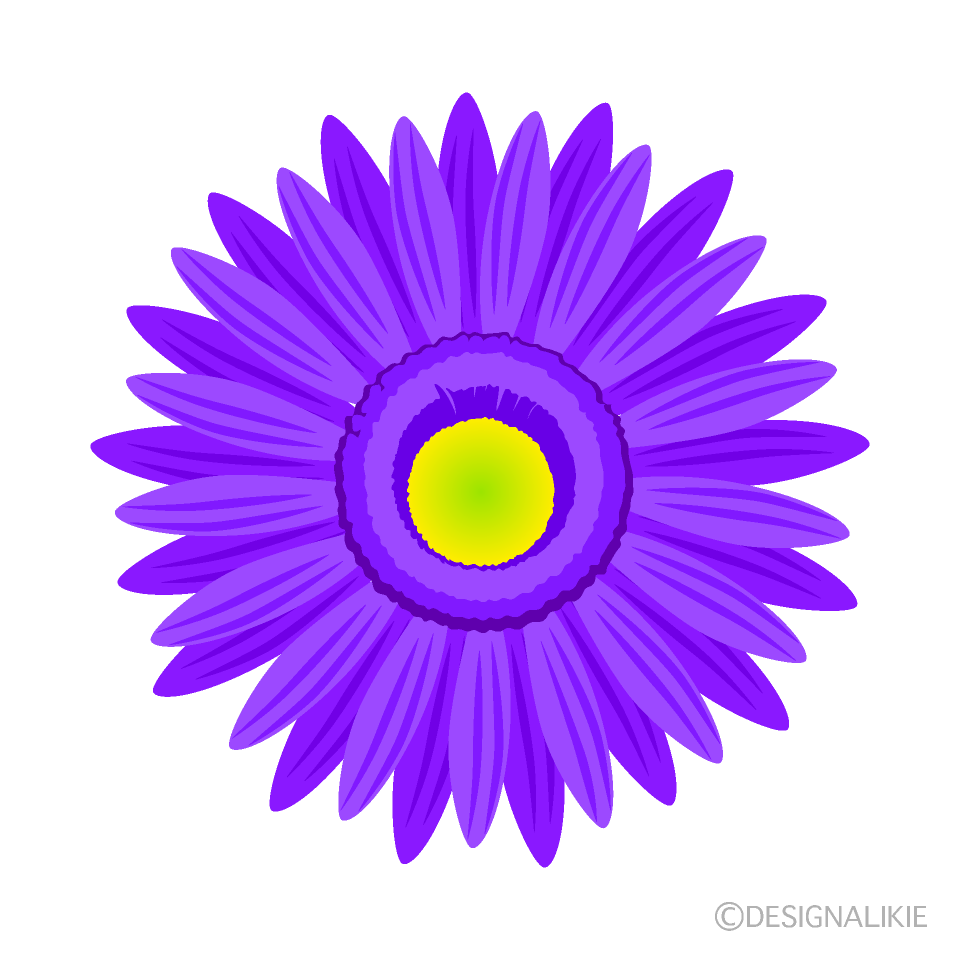 紫色ガーベラの花
