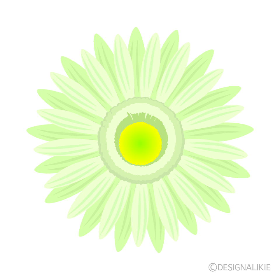 黄緑ガーベラの花