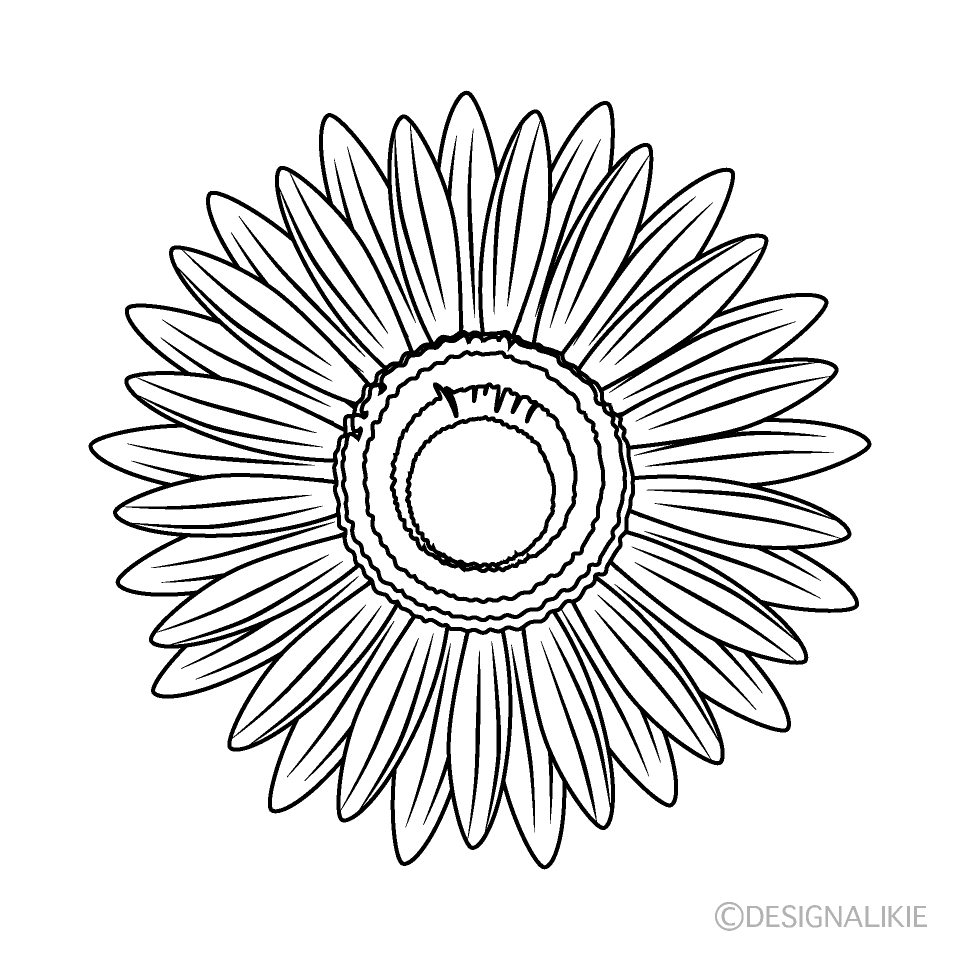 白黒ガーベラの花