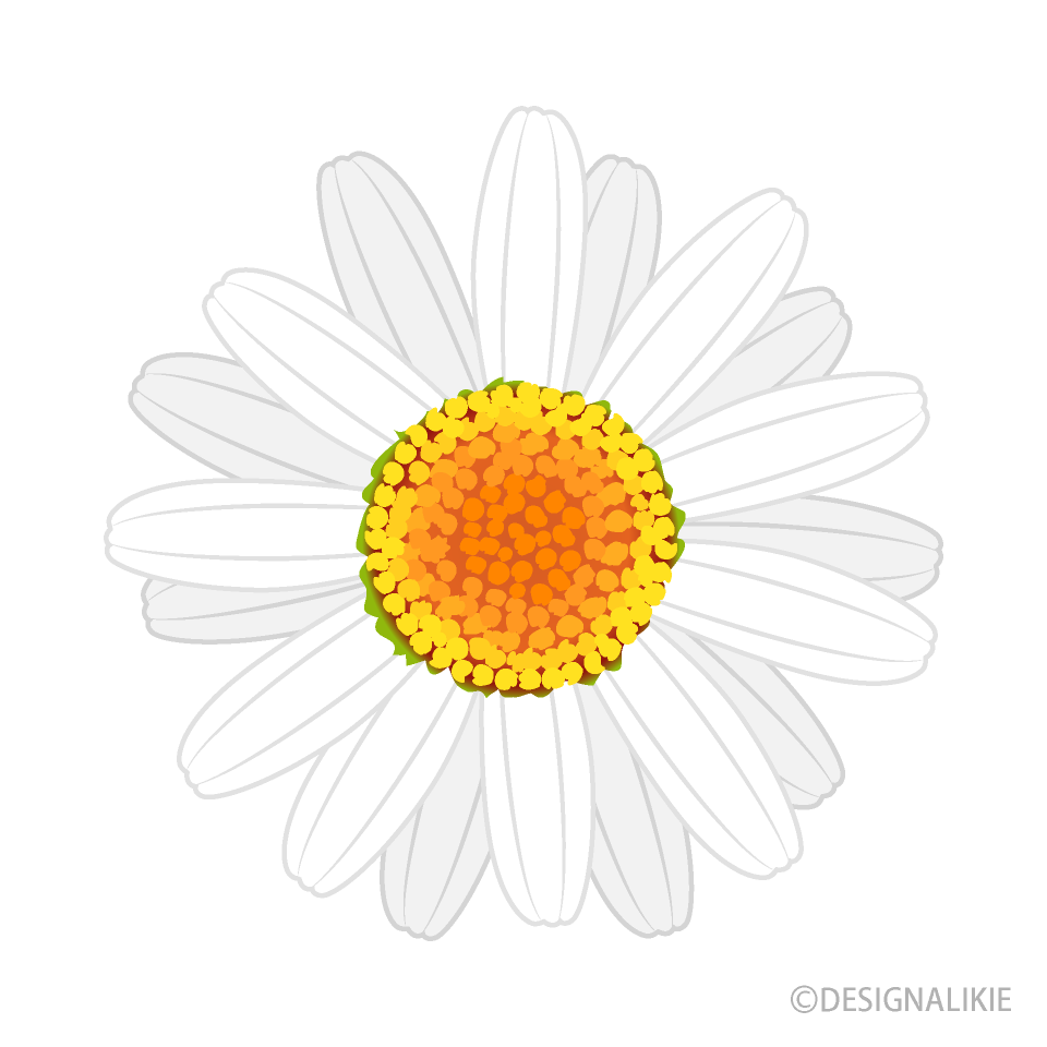 ヒナギク