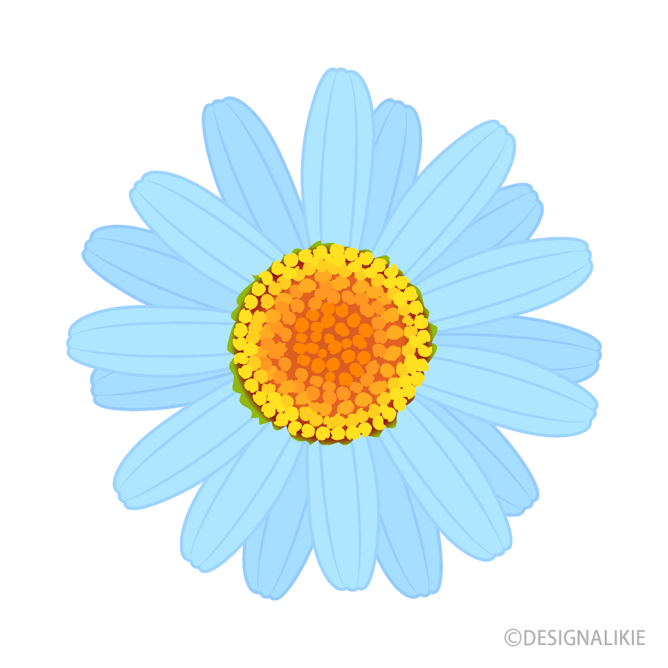 水色ヒナギク