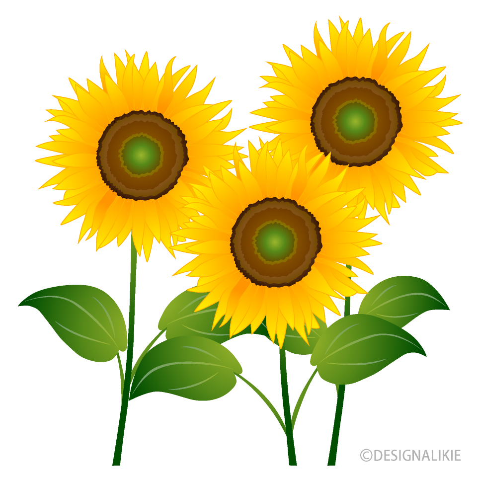 ３本のひまわり花