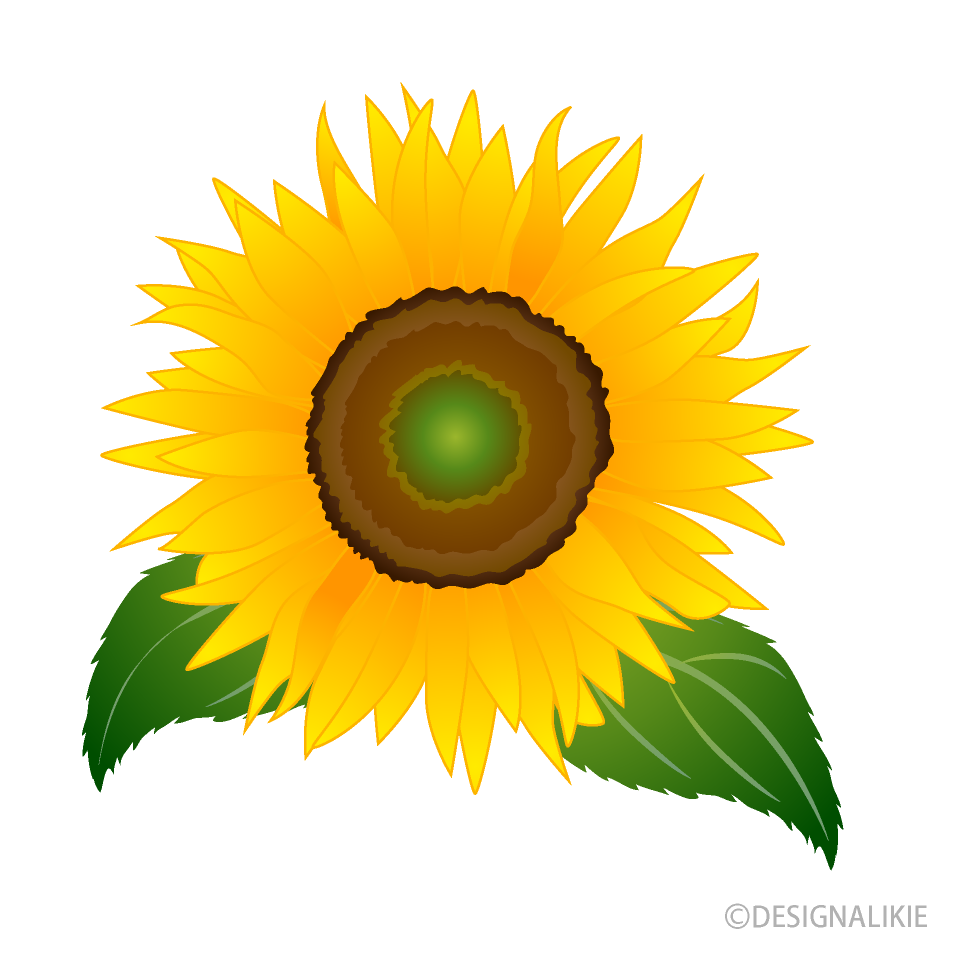 ひまわり花