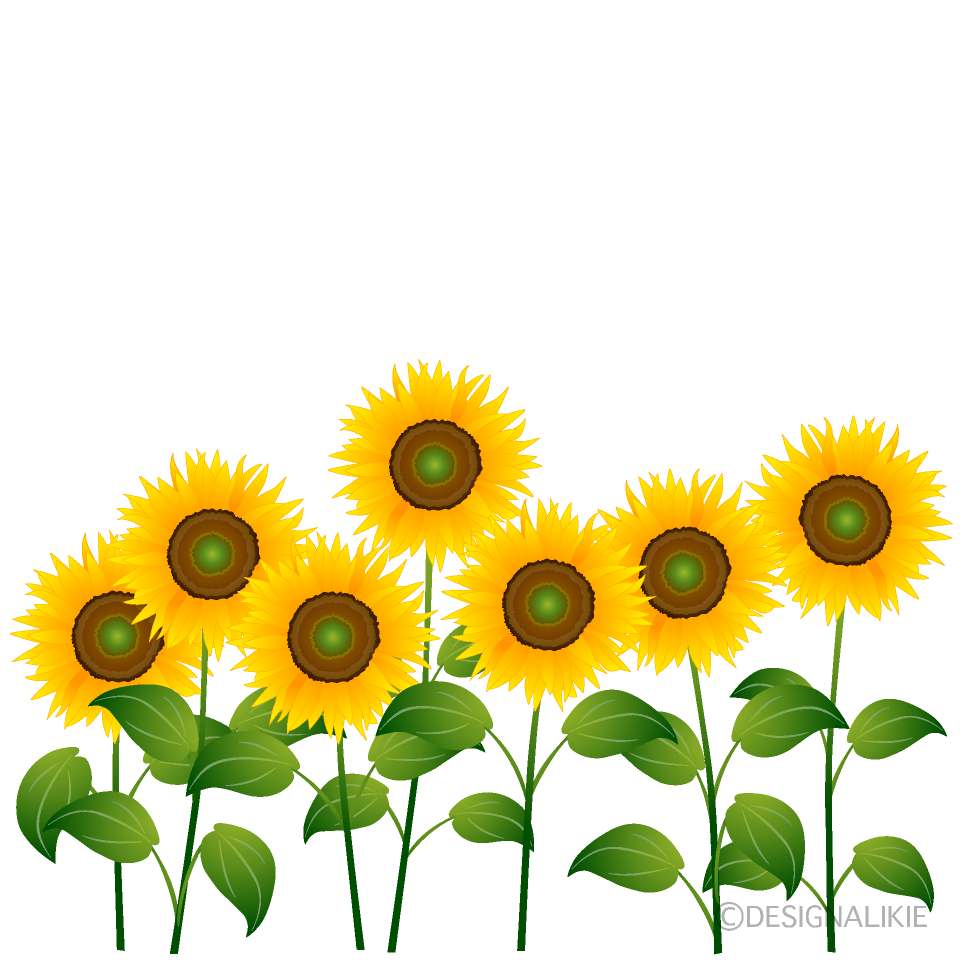ひまわり花畑
