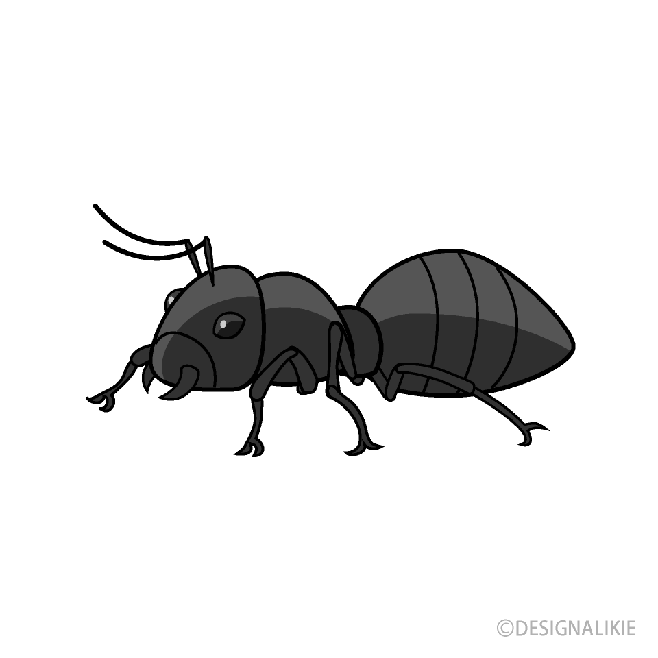 アリ（横）