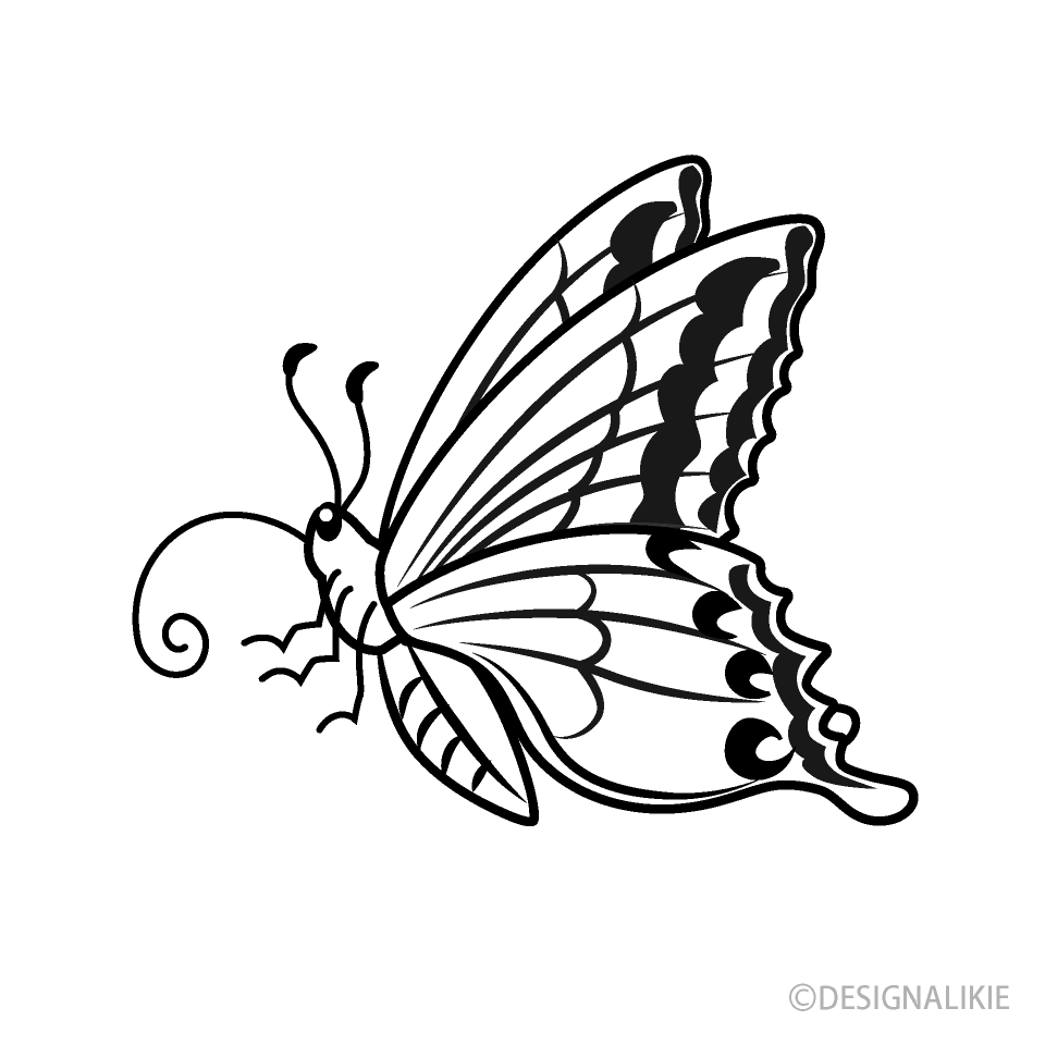 キアゲハ（白黒横）