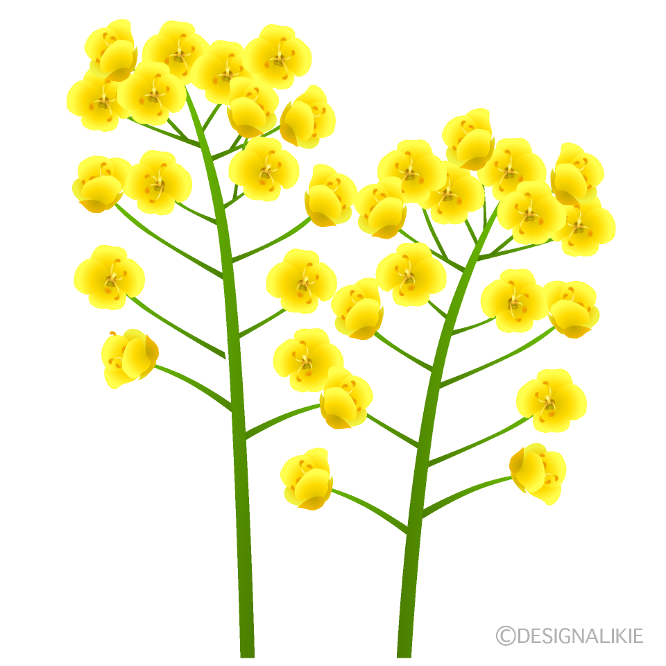 菜の花（２本）