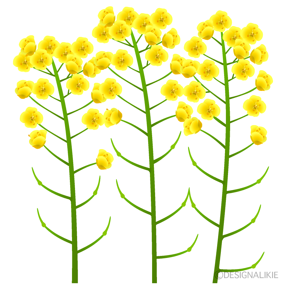 菜の花（３本）