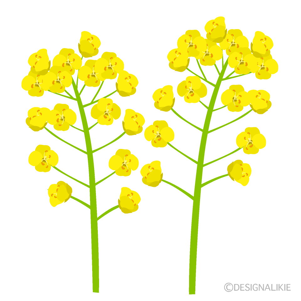 菜の花（２本）