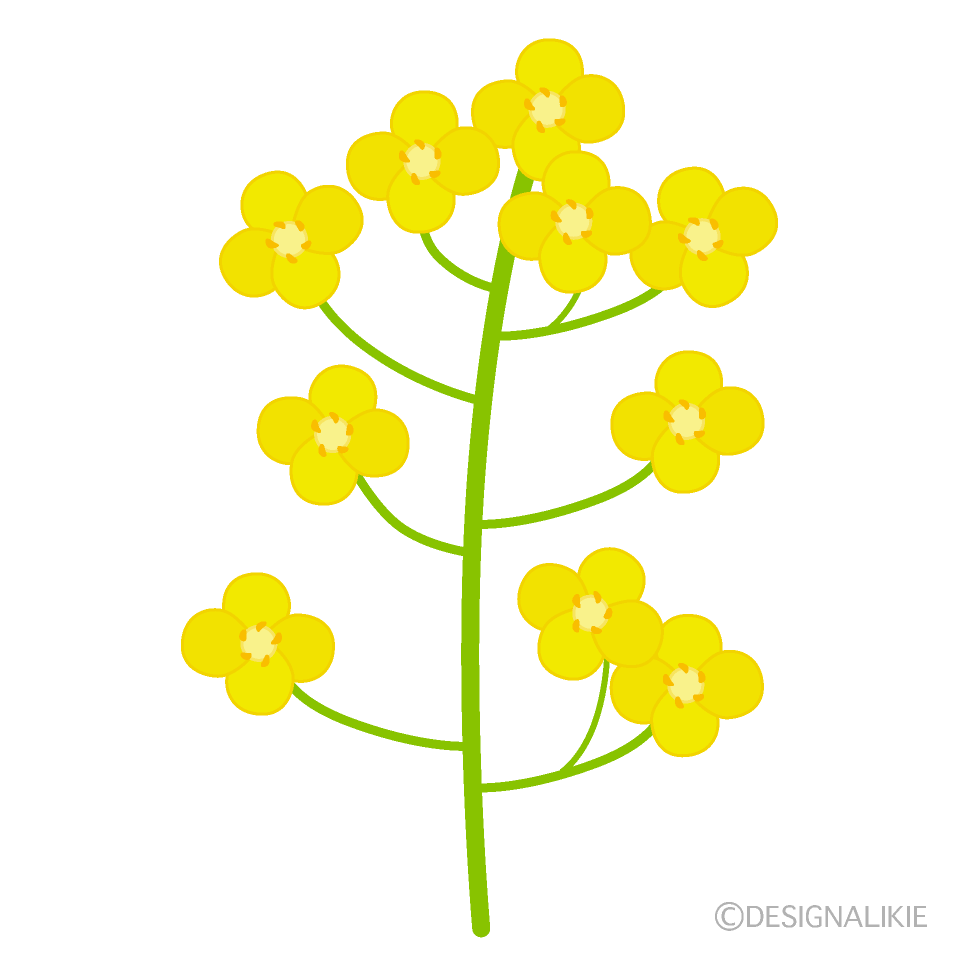 シンプルな菜の花