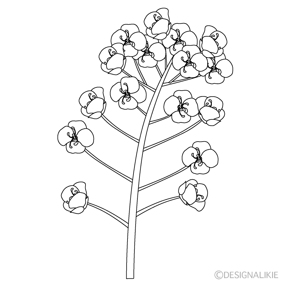菜の花（白黒）