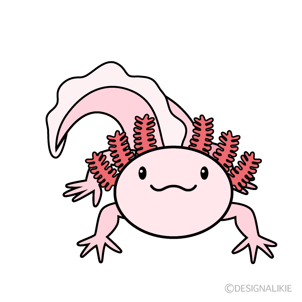 構えるウーパールーパー