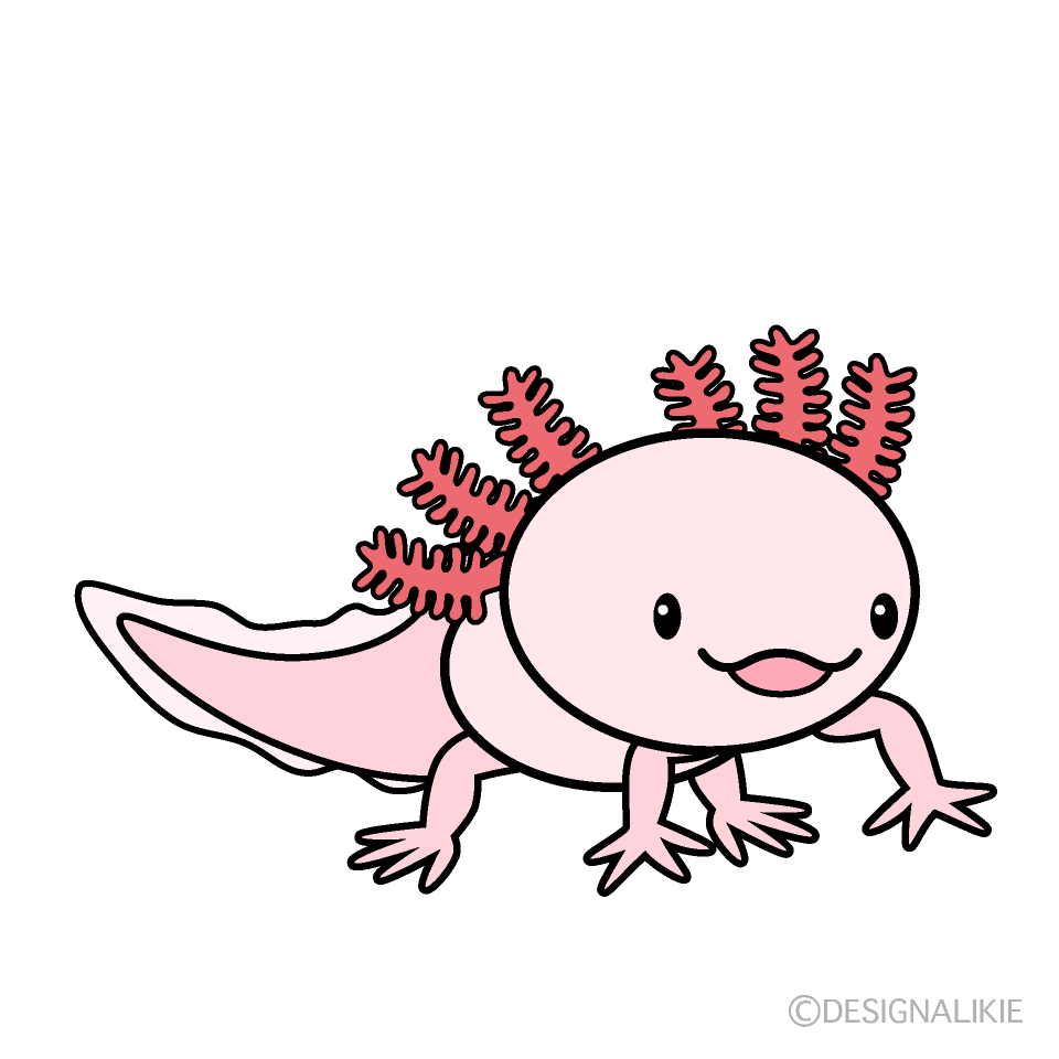 歩くウーパールーパー