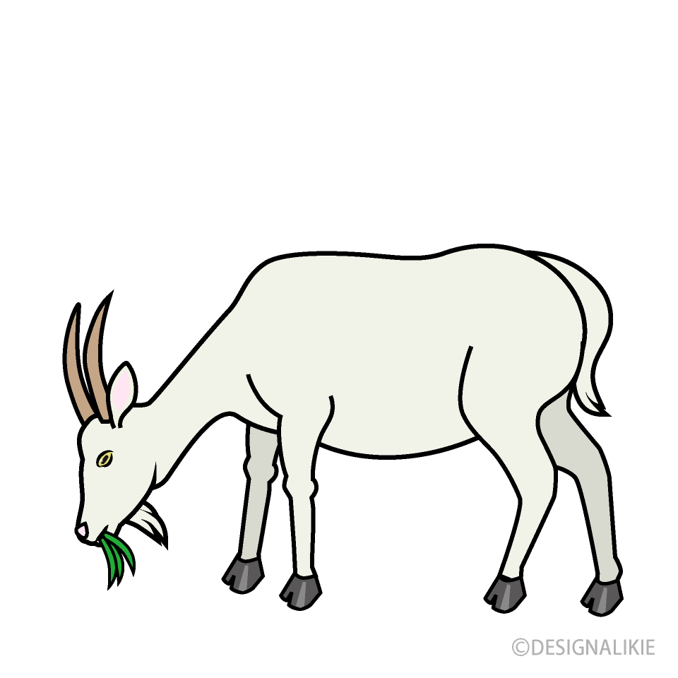 草を食べるヤギ