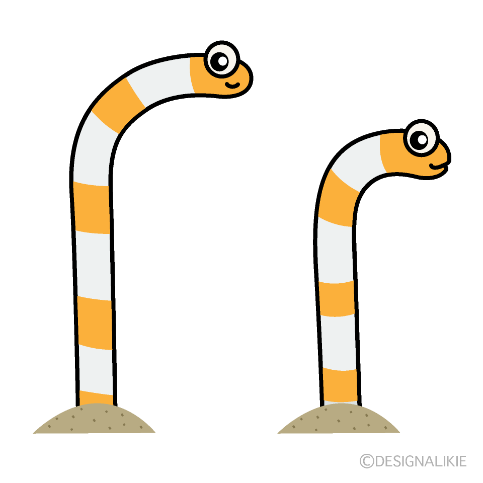 ２匹のニシキチンアナゴ