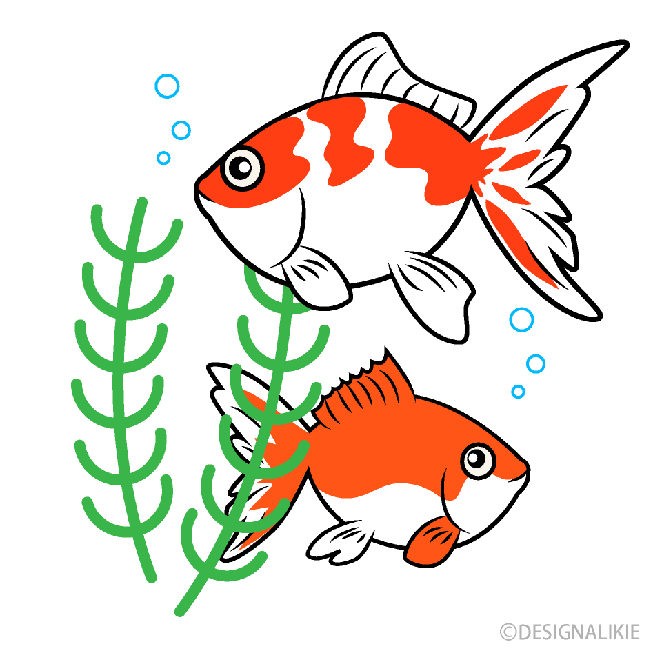 水中の金魚