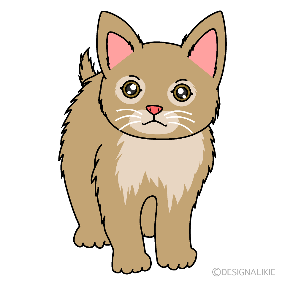 かわいい猫