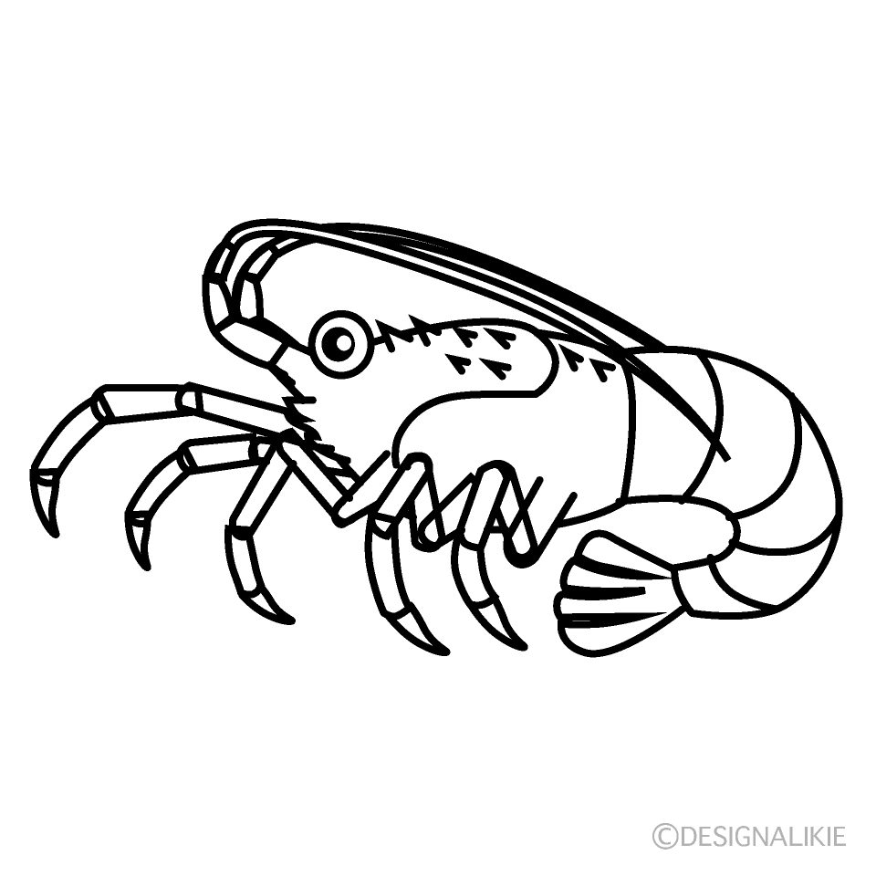かわいい伊勢海老（線画）