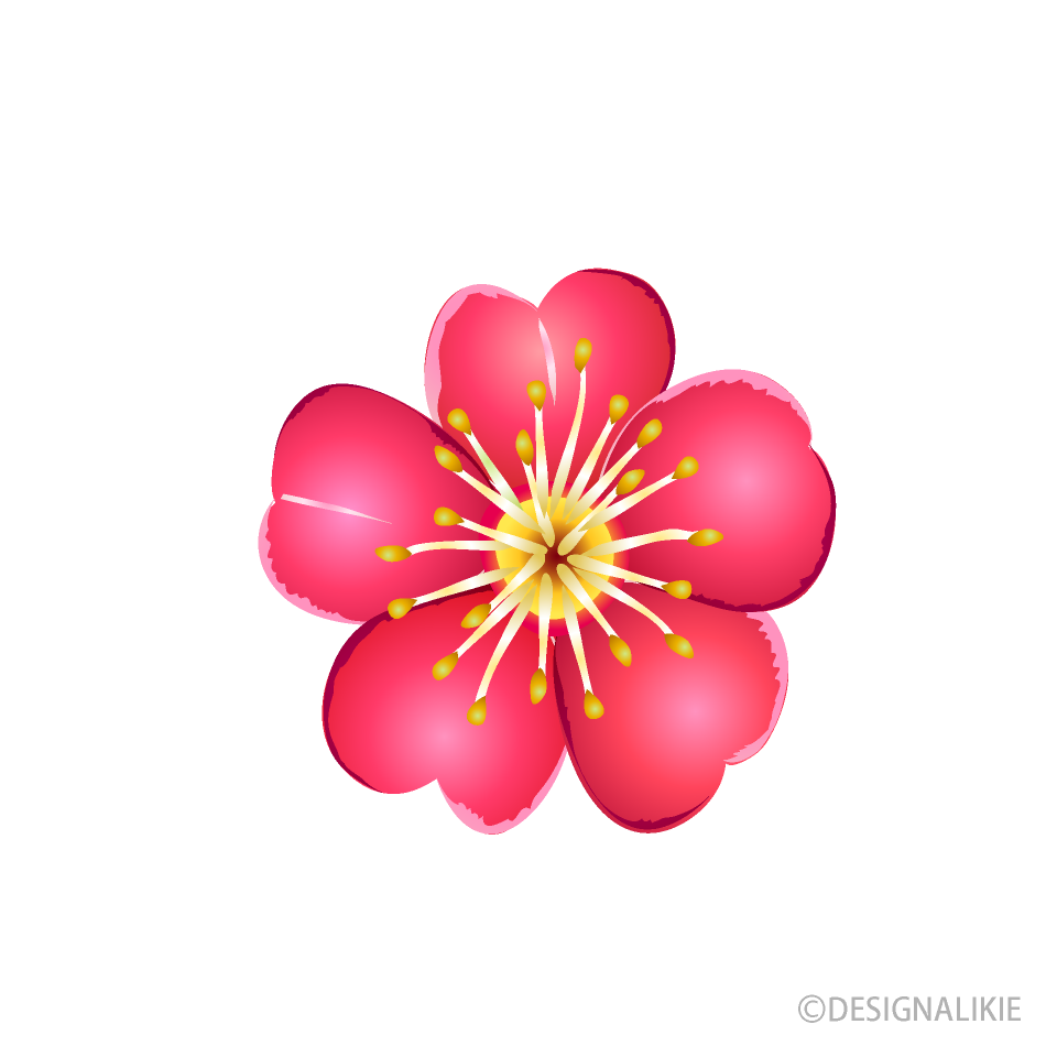 梅の花