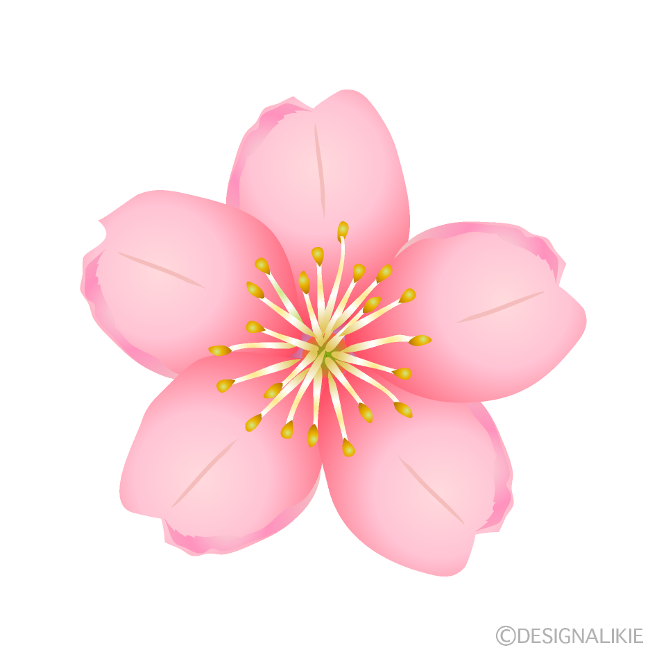 桜
