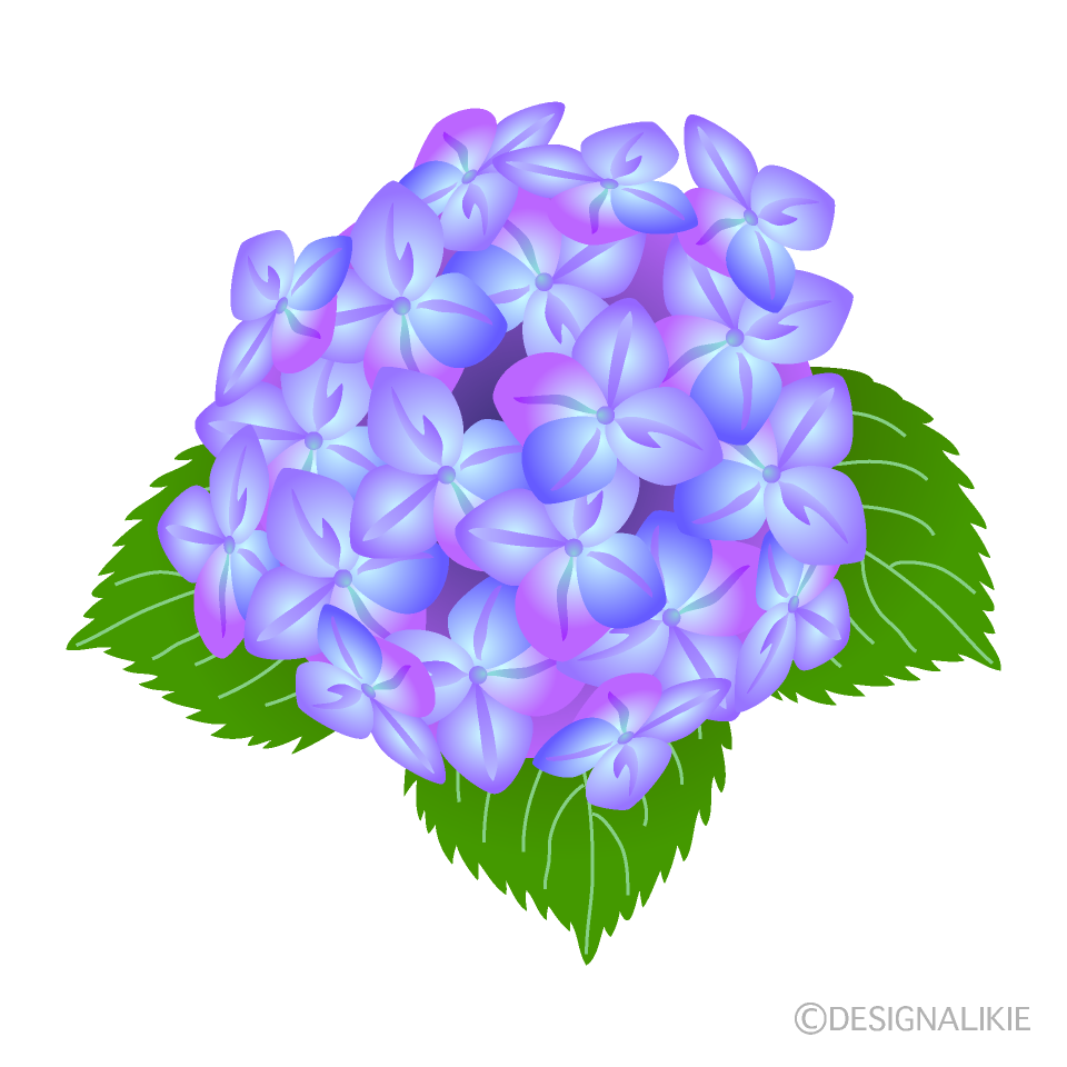紫陽花