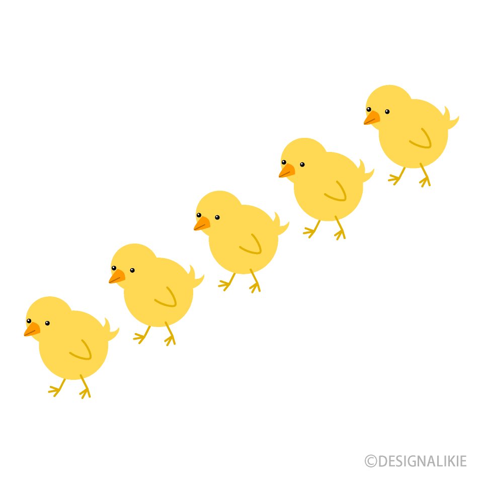 列になって歩くヒヨコ