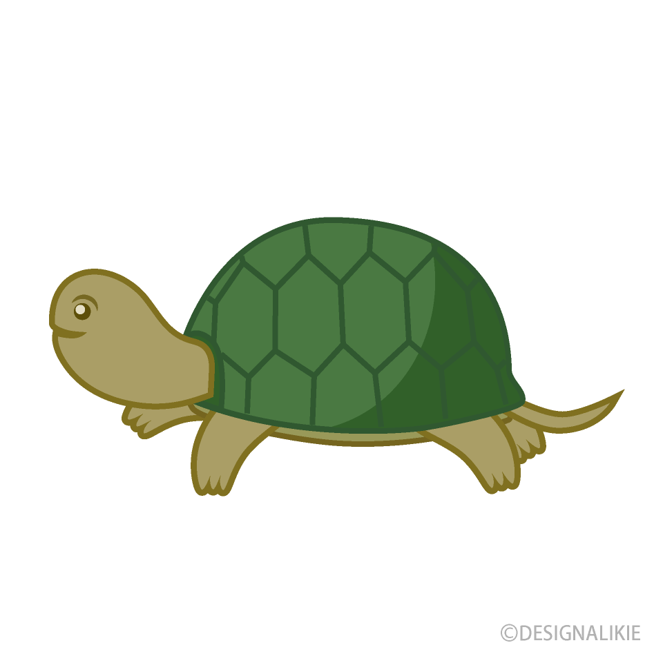 カメ