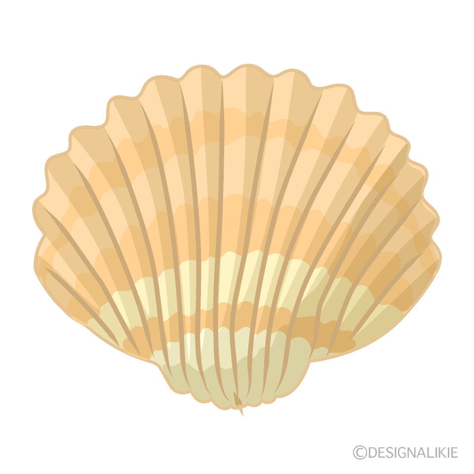 オレンジ色の貝殻