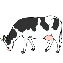 草を食べる乳牛